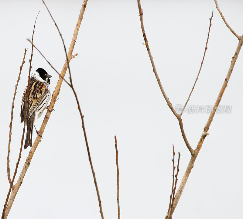 里德·班廷(Emberiza schoeniclus)